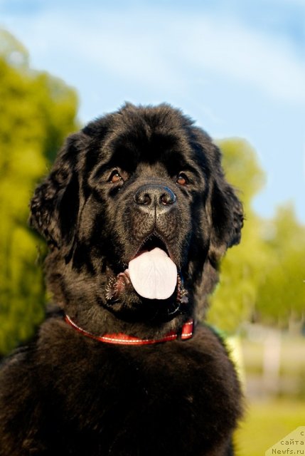 Фото: ньюфаундленд Центр Мироздания из Аркаима (Tsentr Mirozdaniya iz Arkaima)