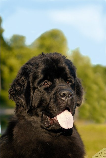 Фото: ньюфаундленд Центр Мироздания из Аркаима (Tsentr Mirozdaniya iz Arkaima)