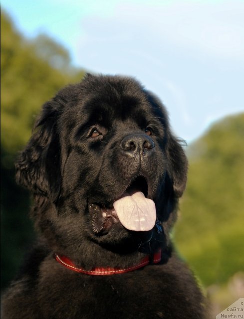 Фото: ньюфаундленд Центр Мироздания из Аркаима (Tsentr Mirozdaniya iz Arkaima)