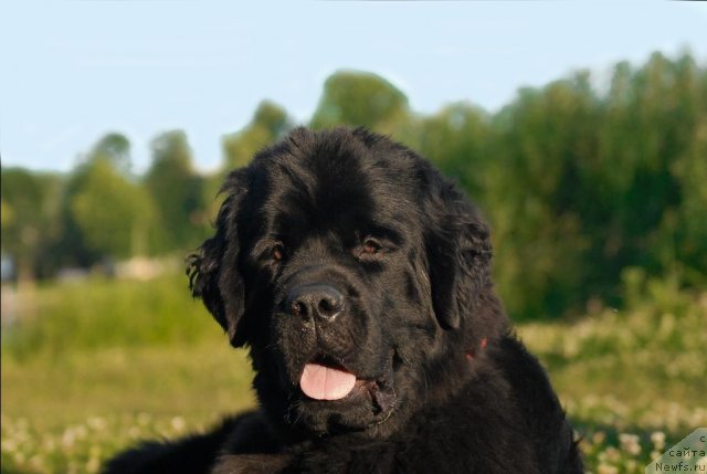 Фото: ньюфаундленд Центр Мироздания из Аркаима (Tsentr Mirozdaniya iz Arkaima)