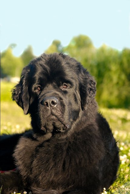 Фото: ньюфаундленд Центр Мироздания из Аркаима (Tsentr Mirozdaniya iz Arkaima)