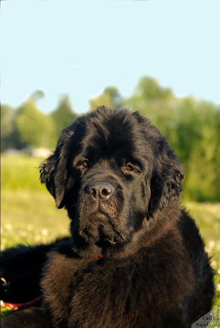 Фото: ньюфаундленд Центр Мироздания из Аркаима (Tsentr Mirozdaniya iz Arkaima)