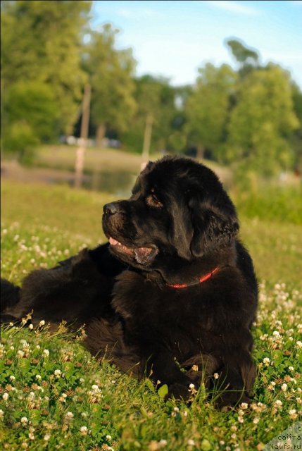 Фото: ньюфаундленд Центр Мироздания из Аркаима (Tsentr Mirozdaniya iz Arkaima)