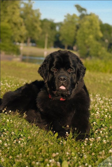 Фото: ньюфаундленд Центр Мироздания из Аркаима (Tsentr Mirozdaniya iz Arkaima)