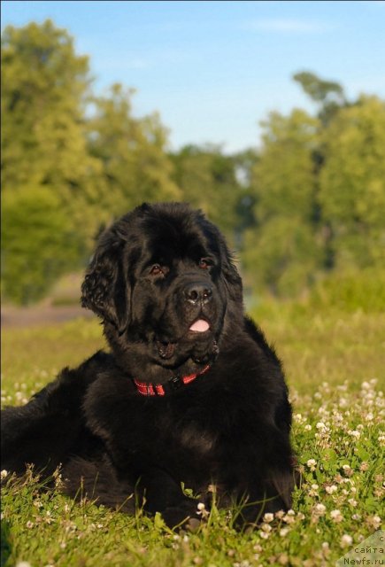 Фото: ньюфаундленд Центр Мироздания из Аркаима (Tsentr Mirozdaniya iz Arkaima)