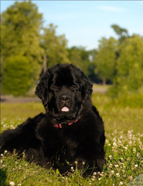 Фото: ньюфаундленд Центр Мироздания из Аркаима (Tsentr Mirozdaniya iz Arkaima)