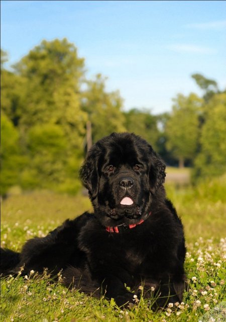 Фото: ньюфаундленд Центр Мироздания из Аркаима (Tsentr Mirozdaniya iz Arkaima)