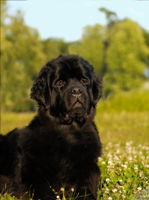 Фото: ньюфаундленд Центр Мироздания из Аркаима (Tsentr Mirozdaniya iz Arkaima)