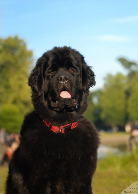 Фото: ньюфаундленд Центр Мироздания из Аркаима (Tsentr Mirozdaniya iz Arkaima)