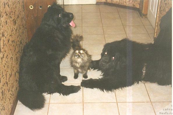 Фото: ньюфаундленд Элли Большой Малыш