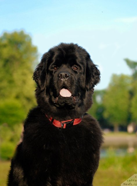 Фото: ньюфаундленд Центр Мироздания из Аркаима (Tsentr Mirozdaniya iz Arkaima)