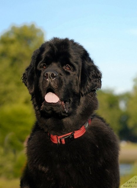 Фото: ньюфаундленд Центр Мироздания из Аркаима (Tsentr Mirozdaniya iz Arkaima)