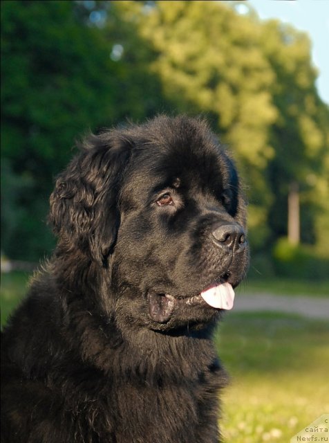 Фото: ньюфаундленд Циннамон БельФра Шармэль из Аркаима (Tsinnamon Bel' Fra Sharmel iz Arkaima)