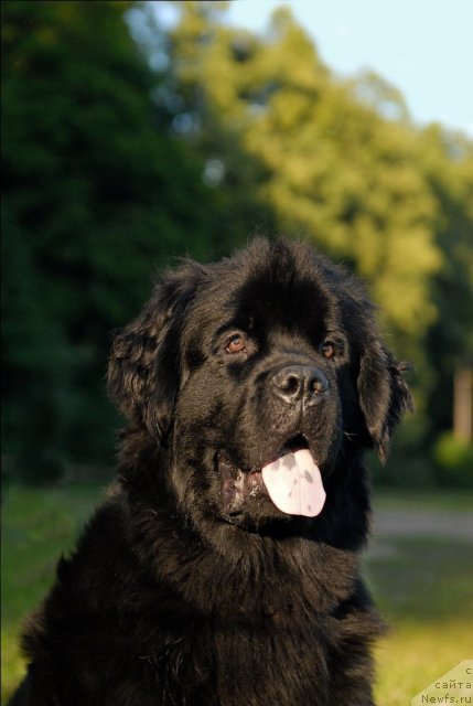 Фото: ньюфаундленд Циннамон БельФра Шармэль из Аркаима (Tsinnamon Bel' Fra Sharmel iz Arkaima)