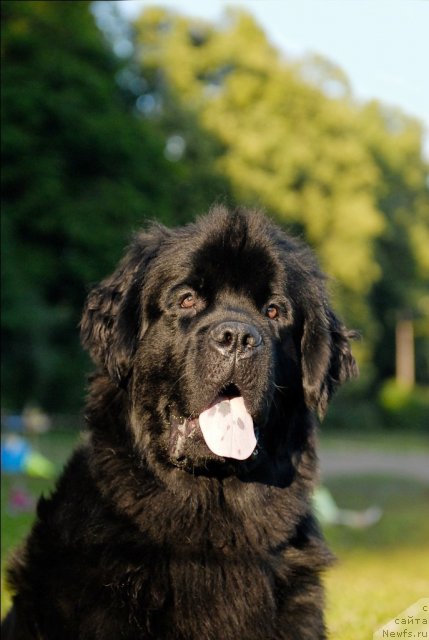 Фото: ньюфаундленд Циннамон БельФра Шармэль из Аркаима (Tsinnamon Bel' Fra Sharmel iz Arkaima)