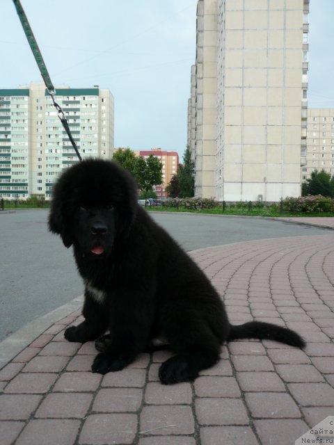 Фото: ньюфаундленд Бегущая по Волнам Зурбаган (Beguschaya po Volnam Zurbagan)