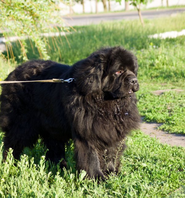 Фото: ньюфаундленд Чумак Большой Малыш (Chumak Bolshoj Malysh)