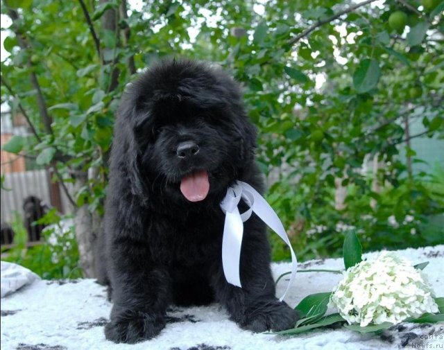 Фото: ньюфаундленд Сент Джонс Челси