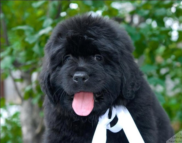 Фото: ньюфаундленд Сент Джонс Челси