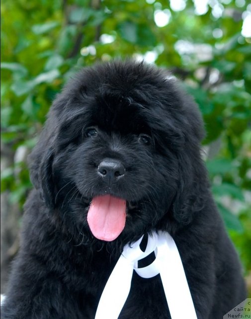 Фото: ньюфаундленд Сент Джонс Челси