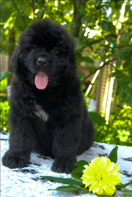 Фото: ньюфаундленд Сент Джонс Челеста