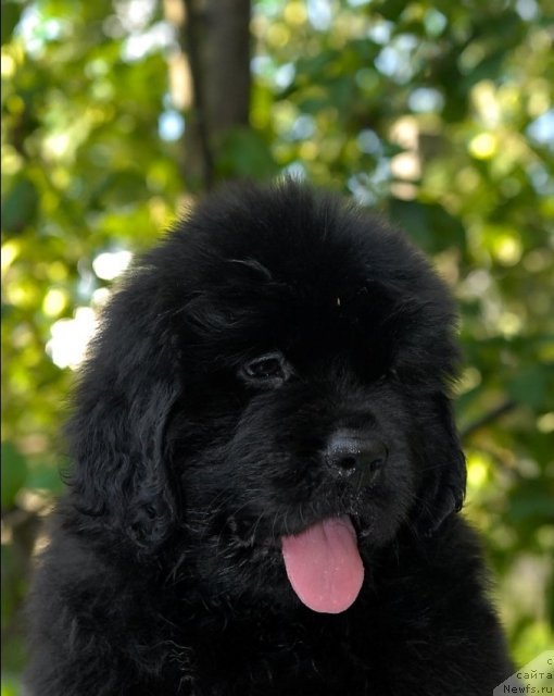 Фото: ньюфаундленд Сент Джонс Челеста