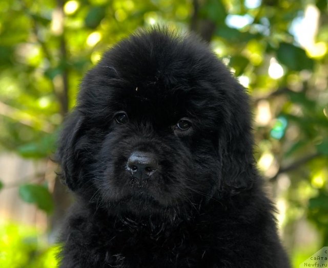 Фото: ньюфаундленд Сент Джонс Челеста