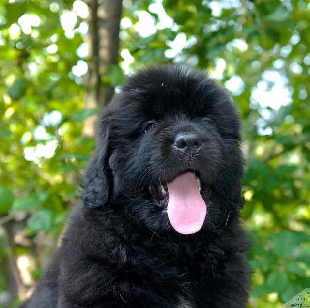 Фото: ньюфаундленд Сент Джонс Челеста