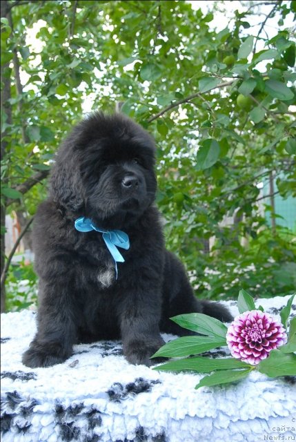 Фото: ньюфаундленд Сент Джонс Чингизхан