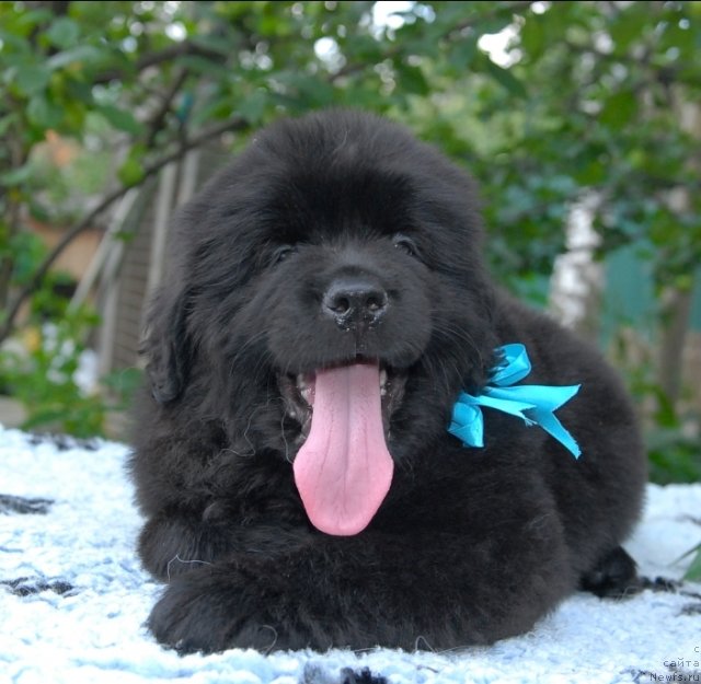 Фото: ньюфаундленд Сент Джонс Чингизхан