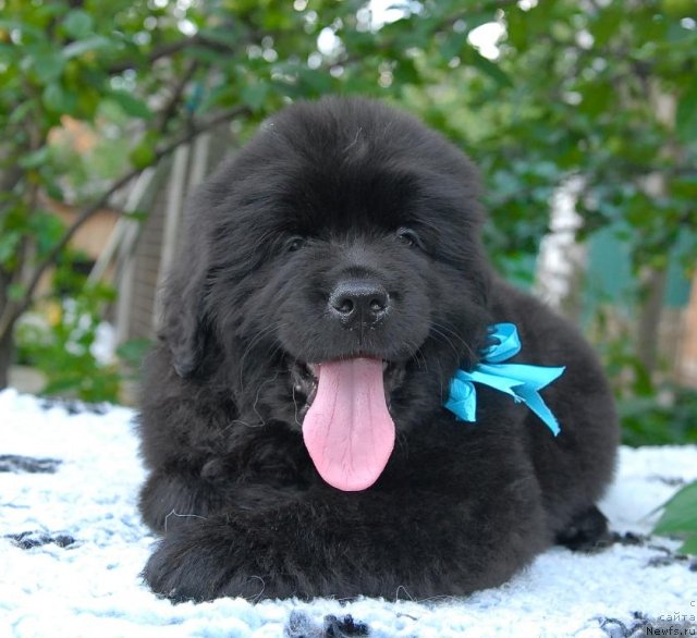 Фото: ньюфаундленд Сент Джонс Чингизхан