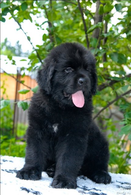 Фото: ньюфаундленд Сент Джонс Черчилль