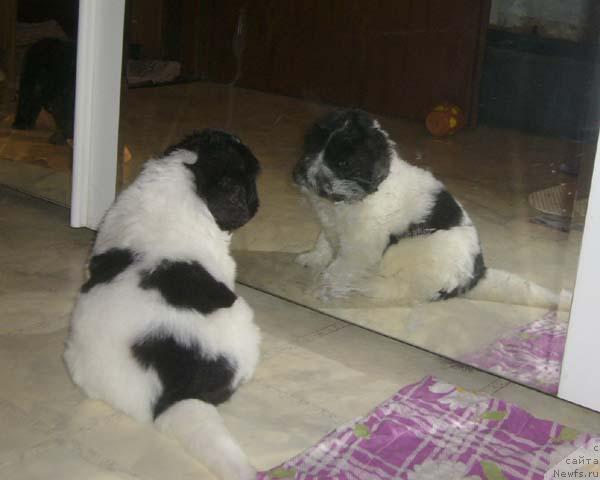 Фотография № 725