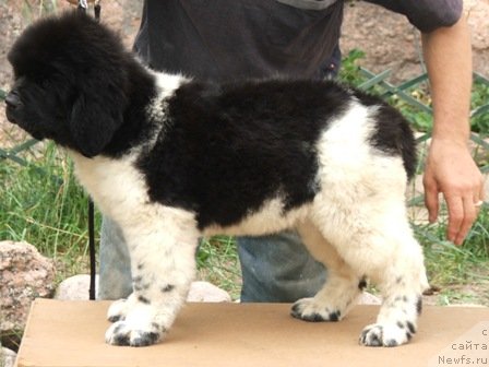 Фото: ньюфаундленд Плюшевая Панда Уникальное Сокровище (Plushevaya Panda Unikalnoe Sokrowischtsche)