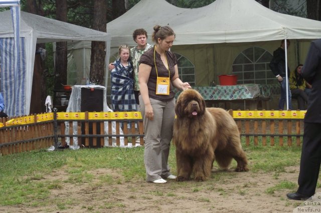 Фото: ньюфаундленд Командор из Медвежьего Яра