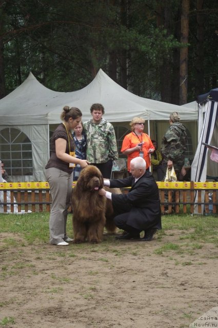 Фото: ньюфаундленд Командор из Медвежьего Яра