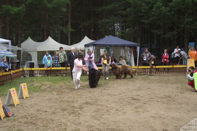 Фото: ньюфаундленд Иван Царевич из Тихого Омута (Ivan Tsarevich iz Tihogo Omuta), ньюфаундленд Командор из Медвежьего Яра