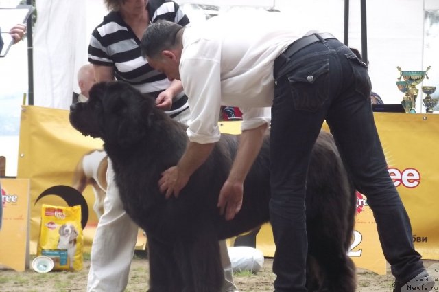 Фото: ньюфаундленд Иван Царевич из Тихого Омута (Ivan Tsarevich iz Tihogo Omuta)