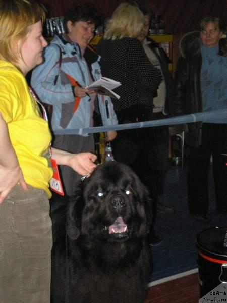 Фото: ньюфаундленд Армани Империал, Татьяна Абутова, Надежда Стрельцова, Эльвира Сумина