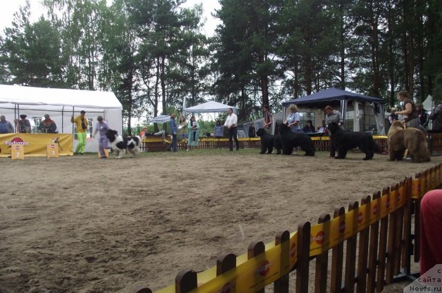 Фото: ньюфаундленд Супер Премиум Жодо Феролли (Super Premium Zhodo Ferolli), Наталия Снигирева, ньюфаундленд Флагман от Сибирского Медведя (Flagman ot Sibirskogo Medvedja), Светлана Гордиенко, ньюфаундленд King of Helluland I'm Precious, Ирина Панюшкина, [p41][d8590], Екатерина Плотникова, ньюфаундленд Командор из Медвежьего Яра