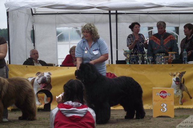 Фото: ньюфаундленд King of Helluland I'm Precious, Ирина Панюшкина