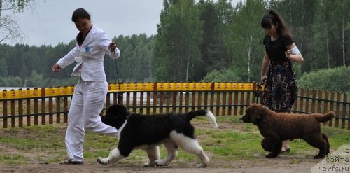 Фото: ньюфаундленд Супер Премиум Зиппи Сенсейшен