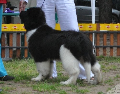 Фото: ньюфаундленд Супер Премиум Зиппи Сенсейшен
