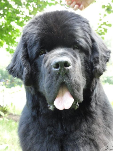 Фото: ньюфаундленд Бегущая по Волнам Сун ин Му Ханд (Beguschaya po Volnam Sun in My Hand)