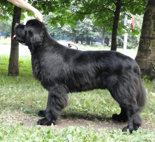 Фото: ньюфаундленд Бегущая по Волнам Сун ин Му Ханд (Beguschaya po Volnam Sun in My Hand)