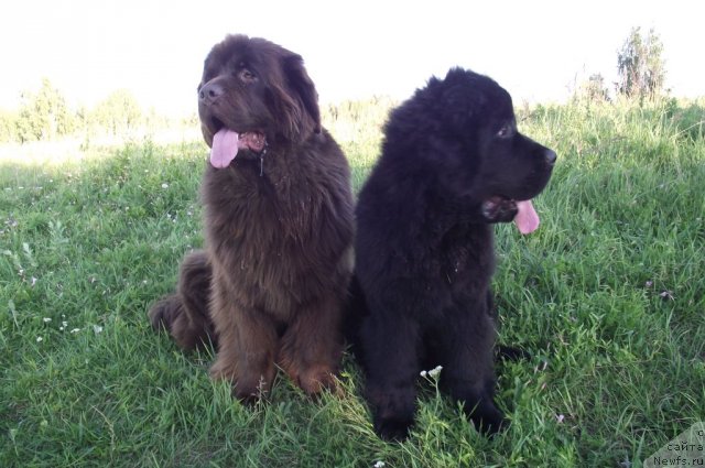 Фото: ньюфаундленд Кокетка от Чаннел из Медвежьего Яра, ньюфаундленд Undercover Angel Nuo Ozo Kalvu