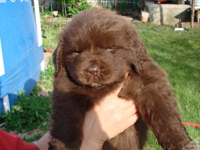 Фото: внуки, ньюфаундленд Ютта с Берега Дона