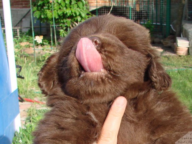 Фото: внуки, ньюфаундленд Ютта с Берега Дона