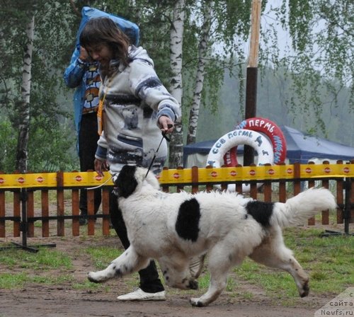 Фото: ньюфаундленд Сент Джонс Царевна Лебедь (Sent Djons Carevna Lebed)