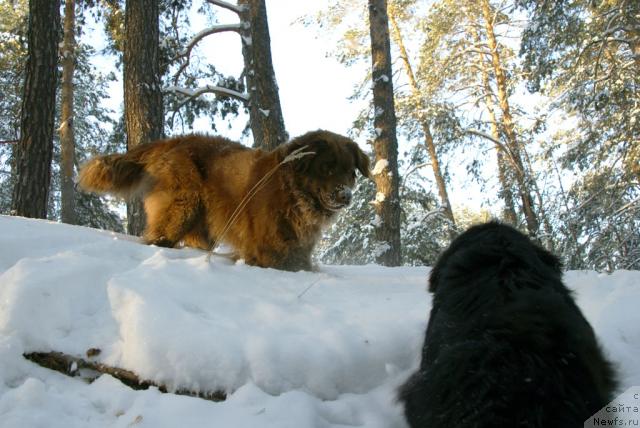 Фото: ньюфаундленд Юган с Тоянова Городка (Ygan s Toyanova Gorodka), ньюфаундленд Лесная Сказка Изольда